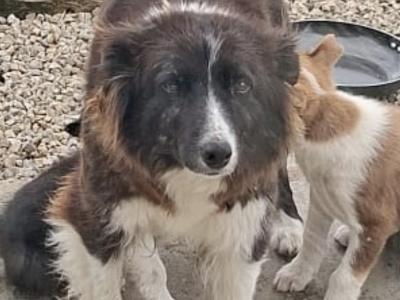 Border Collie puppies for sale in Dublin