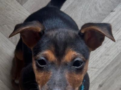 Beautiful female Jack Russell puppy in Kildare