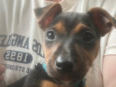 Beautiful female Jack Russell puppy in Kildare