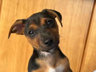 Beautiful female Jack Russell puppy in Kildare