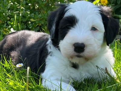 Health tested purebred IKC Registered Old English Sheepdog puppies for sale in Wexford
