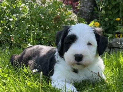 Health tested purebred IKC Registered Old English Sheepdog puppies for sale in Wexford