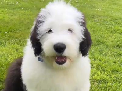Health tested purebred IKC Registered Old English Sheepdog puppies for sale in Wexford