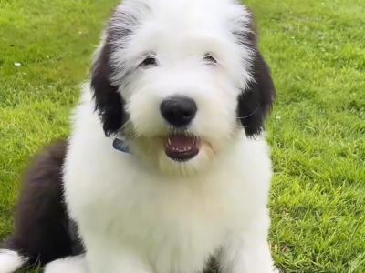 Health tested purebred IKC Registered Old English Sheepdog puppies for sale in Wexford