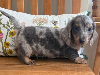 Male Dachshund puppy in Tyrone