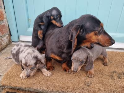 Male Dachshund puppy in Tyrone