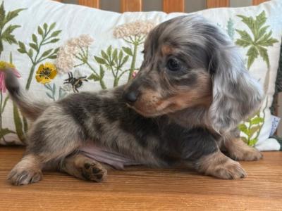 Male Dachshund puppy in Tyrone