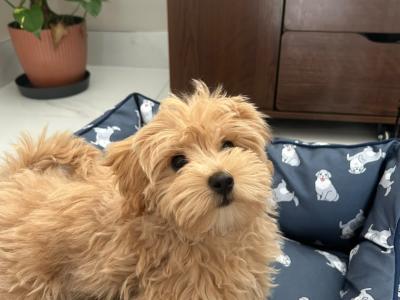 12-Week-Old female Maltipoo puppy is looking for a Loving Forever Home