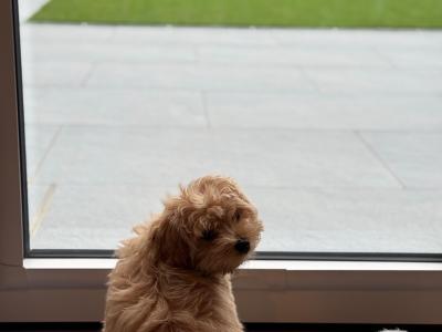 12-Week-Old female Maltipoo puppy is looking for a Loving Forever Home