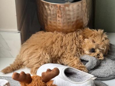 12-Week-Old female Maltipoo puppy is looking for a Loving Forever Home