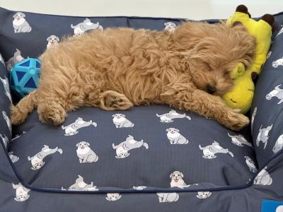 12-Week-Old female Maltipoo puppy is looking for a Loving Forever Home