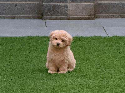 12-Week-Old female Maltipoo puppy is looking for a Loving Forever Home