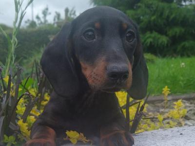 Miniature Dachshund puppies in Cavan