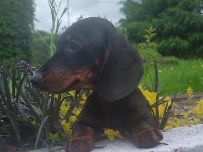 Miniature Dachshund puppies in Cavan