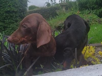 Miniature Dachshund puppies in Cavan