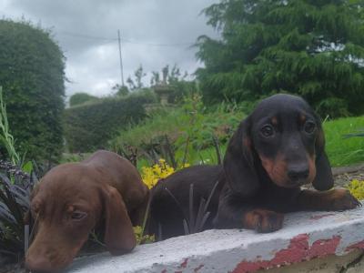 Miniature Dachshund puppies in Cavan