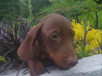 Miniature Dachshund puppies in Cavan
