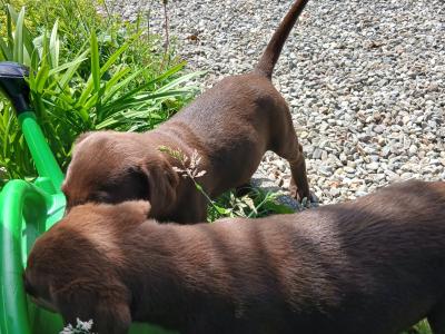 Beautiful purebred Chunky Chocolate Labrador puppies for sale in Cork