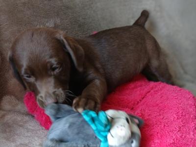 Beautiful purebred Chunky Chocolate Labrador puppies for sale in Cork