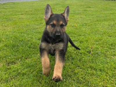 IKC Registered (pending) German Shepherd puppies in Cork