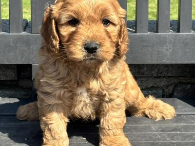 Cockapoo puppies in Laois