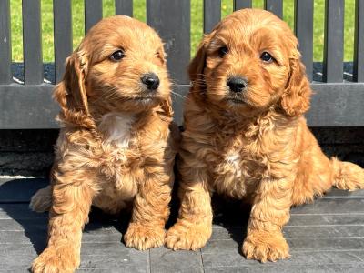 Cockapoo puppies in Laois