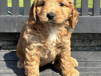 Cockapoo puppies in Laois