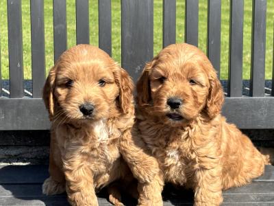 Cockapoo puppies in Laois