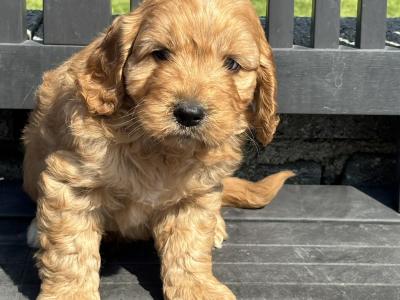 Cockapoo puppies in Laois