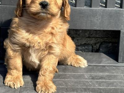 Cockapoo puppies in Laois