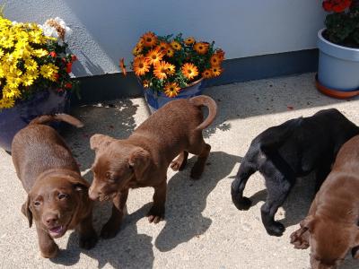 Beautiful purebred Chunky Chocolate Labrador puppies for sale in Cork