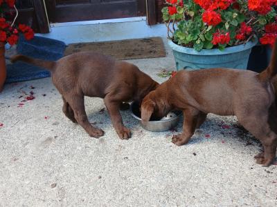 Beautiful purebred Chunky Chocolate Labrador puppies for sale in Cork