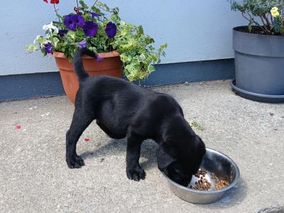 Beautiful purebred Chunky Chocolate Labrador puppies for sale in Cork