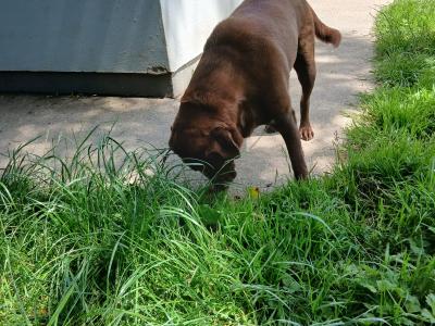 Beautiful purebred Chunky Chocolate Labrador puppies for sale in Cork