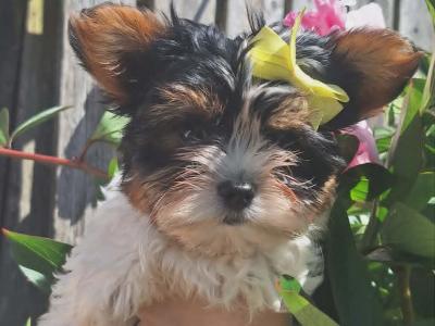Miniature Male Biewer Terrier puppy registered IHReV
