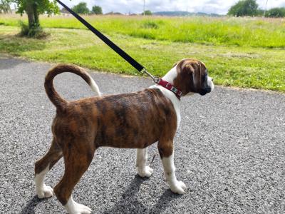 IKC Registered Flashy Boxer puppies in Dublin