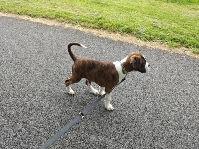 IKC Registered Flashy Boxer puppies in Dublin
