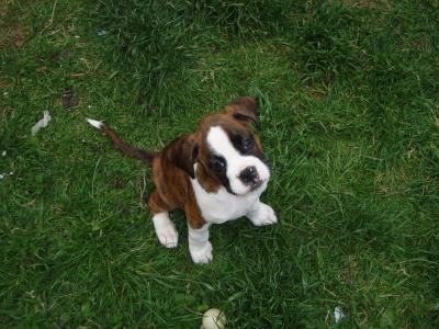 IKC Registered Flashy Boxer puppies in Dublin