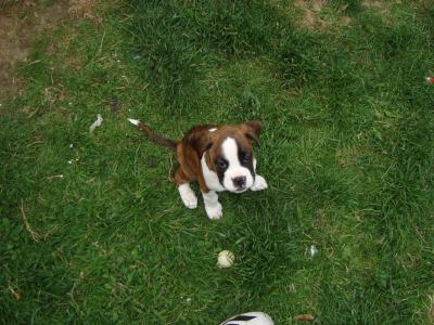 IKC Registered Flashy Boxer puppies in Dublin
