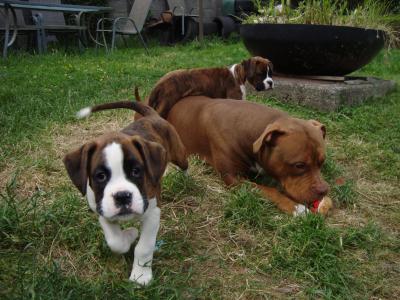 IKC Registered Flashy Boxer puppies in Dublin