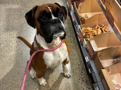 IKC Registered Flashy Boxer puppies in Dublin