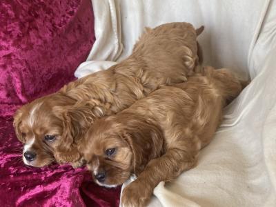 Lovely Cavalier King Charles Spaniel pups in Kilkenny