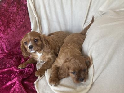 Lovely Cavalier King Charles Spaniel pups in Kilkenny