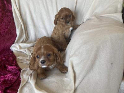 Lovely Cavalier King Charles Spaniel pups in Kilkenny