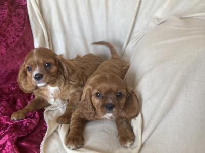 Lovely Cavalier King Charles Spaniel pups in Kilkenny