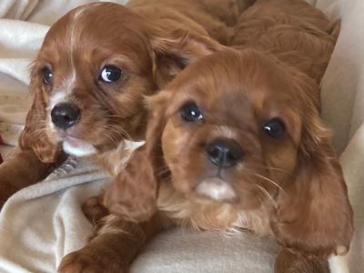 Lovely Cavalier King Charles Spaniel pups in Kilkenny