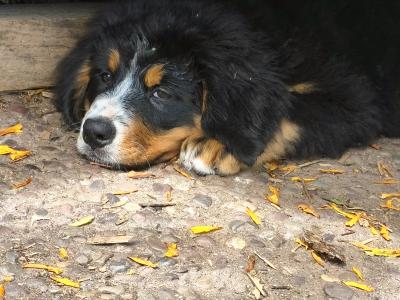 Beautiful 😍 purebred female Bernese Mountain Dog 🐶 puppies in Cork