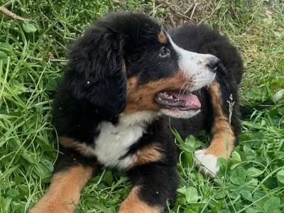 Beautiful 😍 purebred female Bernese Mountain Dog 🐶 puppies in Cork