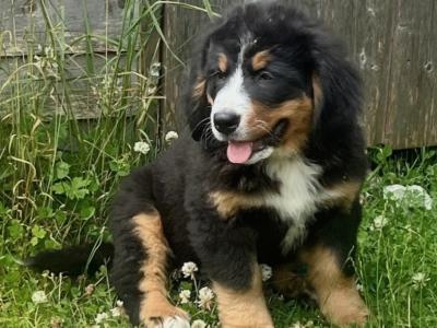 4 beautiful 😍 purebred female Bernese Mountain Dog 🐶 puppies in Cork