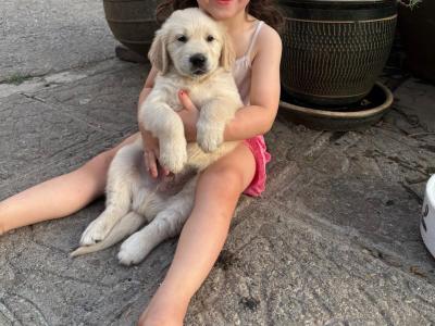 IKC Registered (pending) Golden Retriever puppies in Wexford